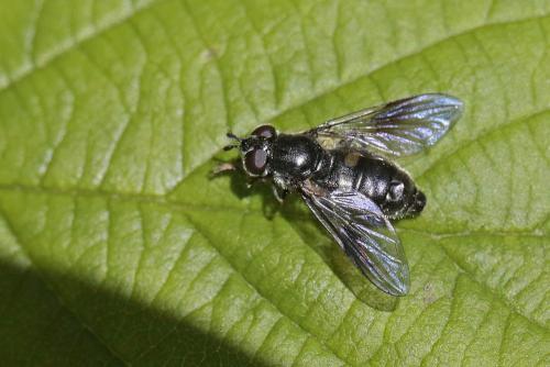 Réf. 283 036 : Pipiza noctiluca
